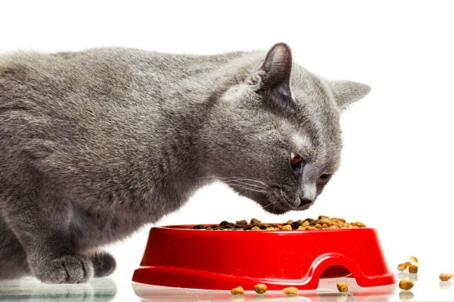 Dry Cat Food Reviews