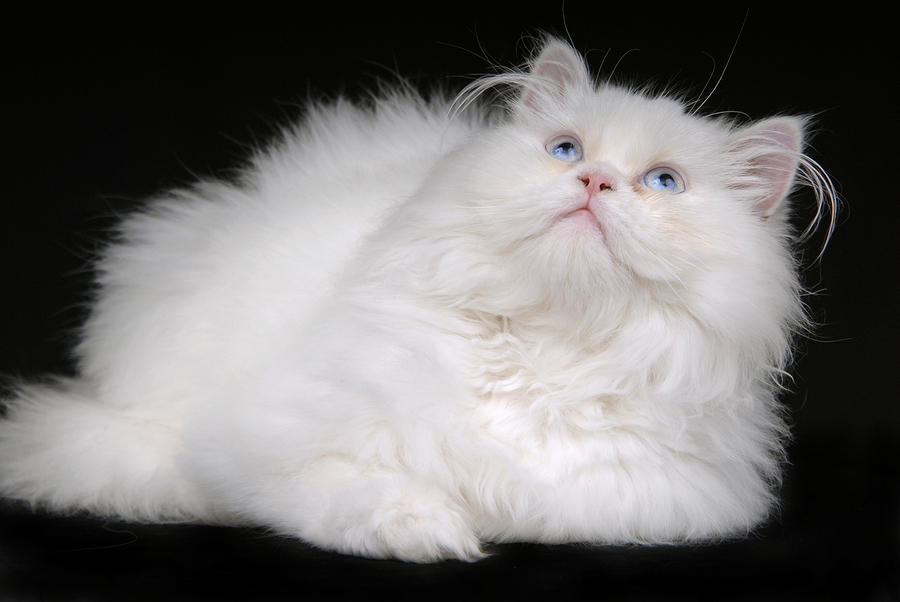 Best Cat Food For Persian Cats