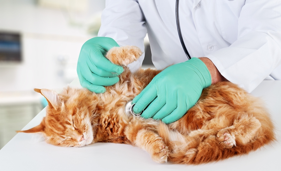 Best Food To Feed Cats With Urinary Tract Problems