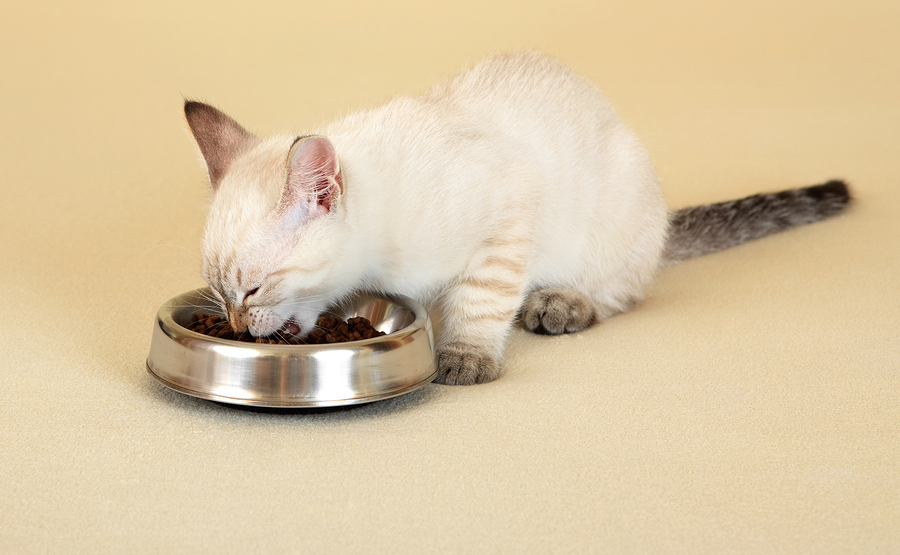 Best Food To Feed Kittens