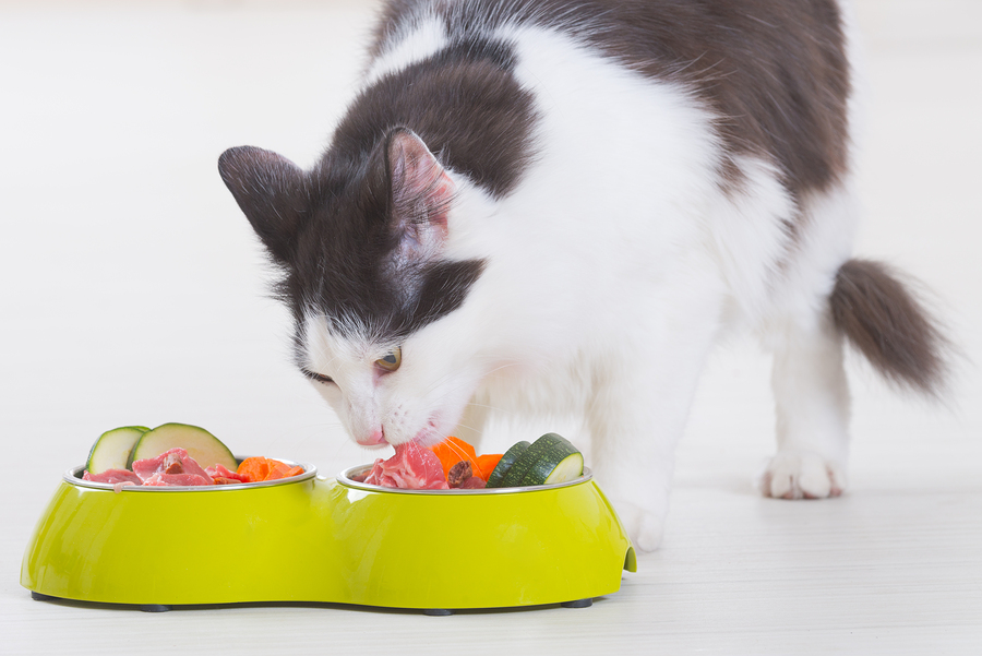 Raw Food Diets For Cats