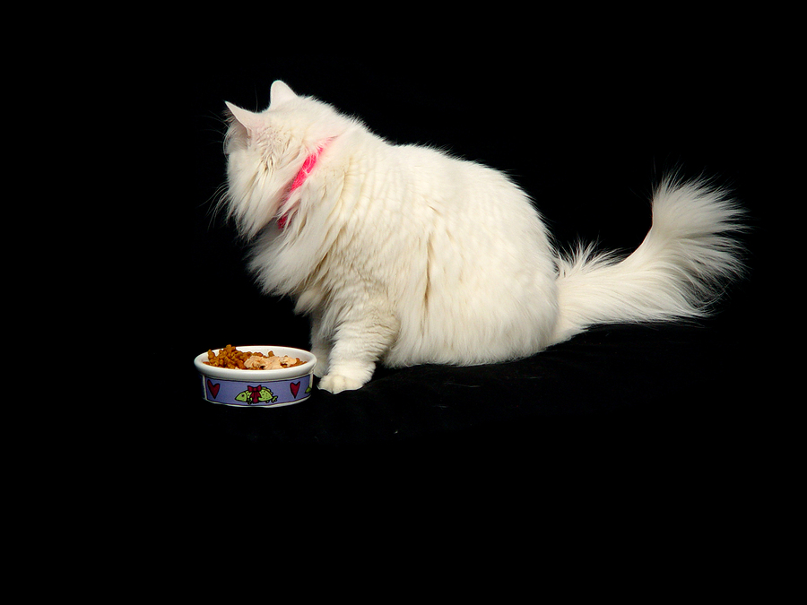 Cat Food Analysis: 5 Reasons Why Your Cat Won’t Eat