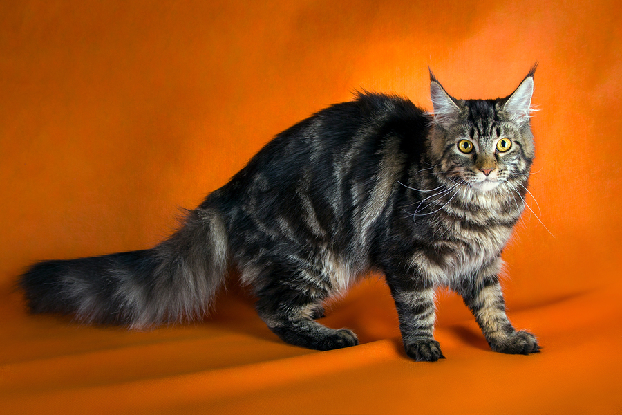 Cat Food Guide For Your Maine Coon Cat