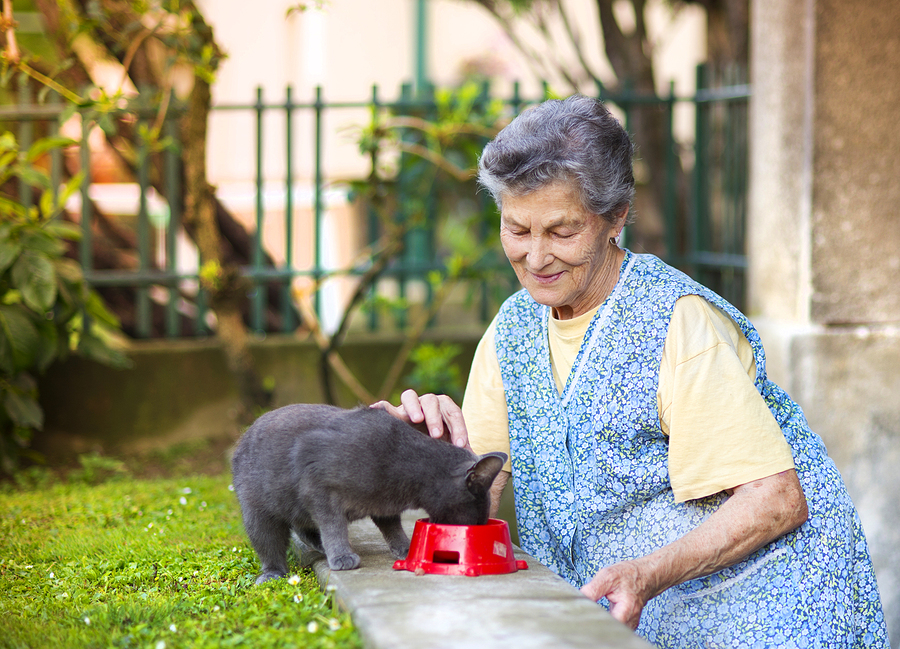 Grow Old With Me: Cat Food For Senior Cats