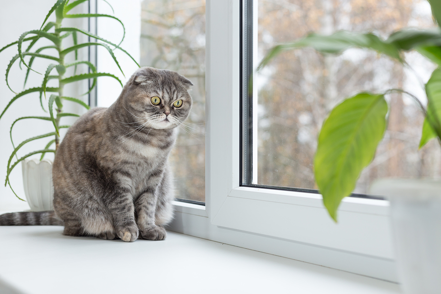 Wellness Cat Food For Indoor And Outdoor Cats