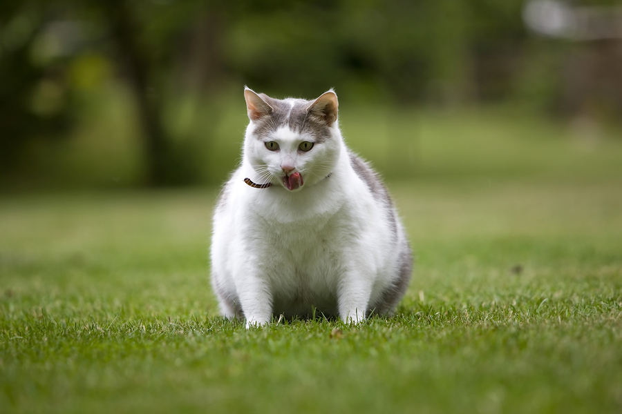 Why Is My Cat Gaining Weight? Best Cat Food For Overweight Cats