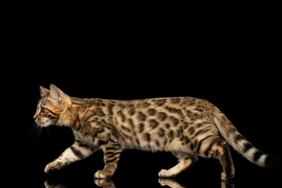 10 Facts About The Bengal Cat And The Top 10 Cat Foods to Feed Yours