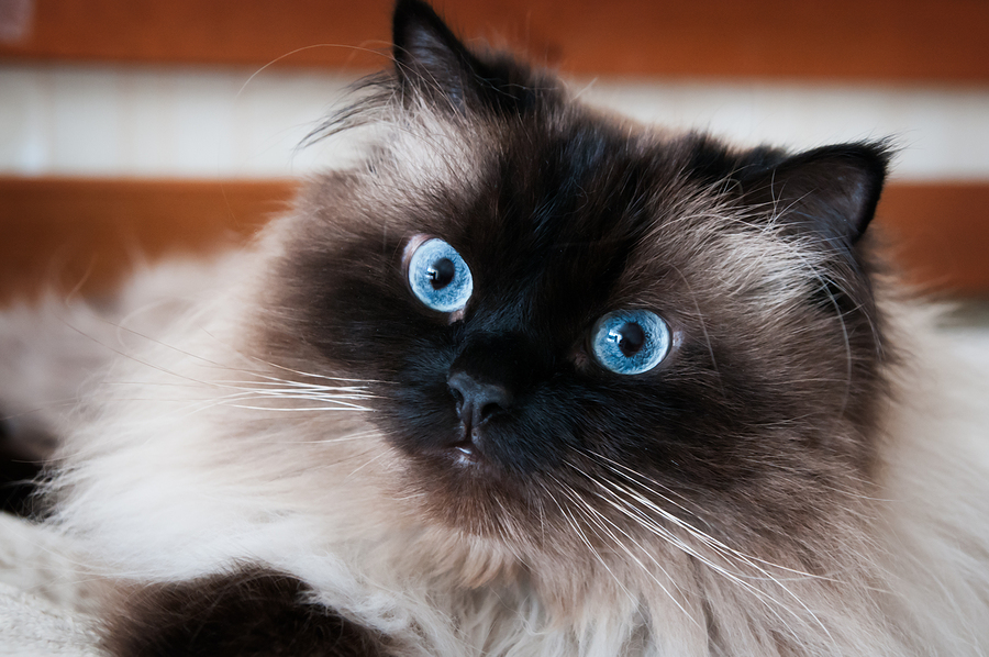 Himalayan Cat Colors Chart