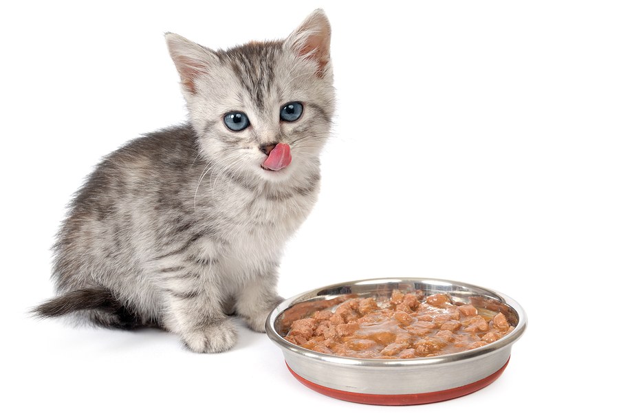A Kingly Kitten Needs The Best Kitten Food