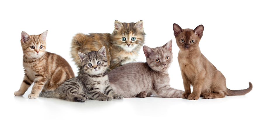 Best Cat Breeds For You, Best Cat Food For Them