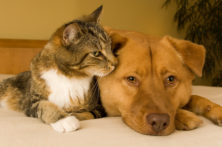 Can Cats And Dogs Live Together? Dog And Cat Nutrition Tips