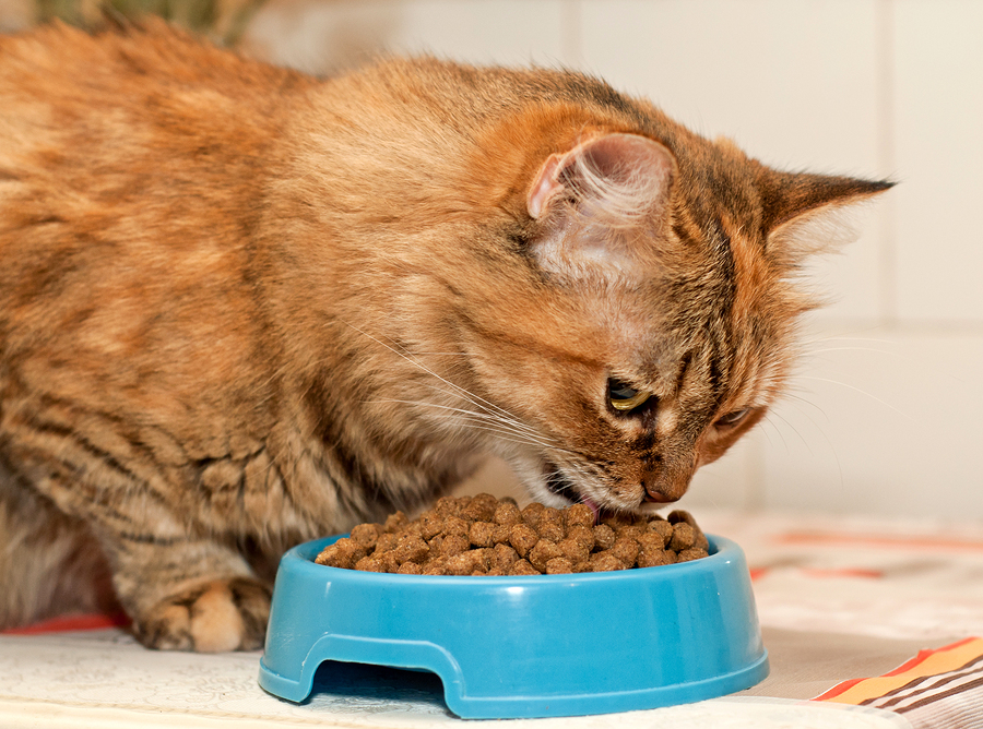 Feeding Your Cat; The Truth About, Vegetarianism, Fasting, and The Raw Food Diet