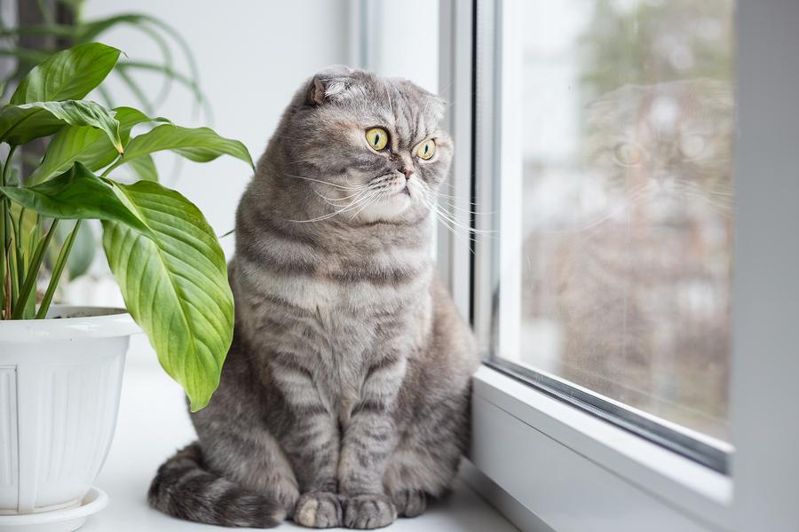 Keeping Your Cat Inside: The Best Diet for Indoor Cats