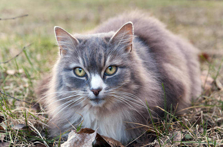 Senior Changes: Cat Food For Senior Cats