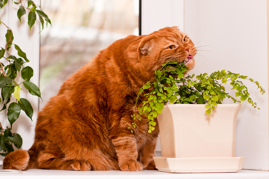 They Might Be Green, But Your Plants Are Not A Natural Cat Food