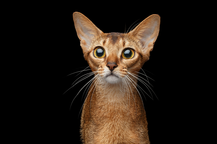 What’s The Best Cat Food For The Abyssinian?