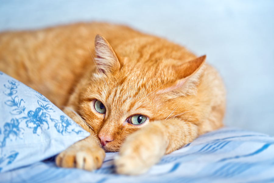 A Cat Food Guide For Your Ginger Cat