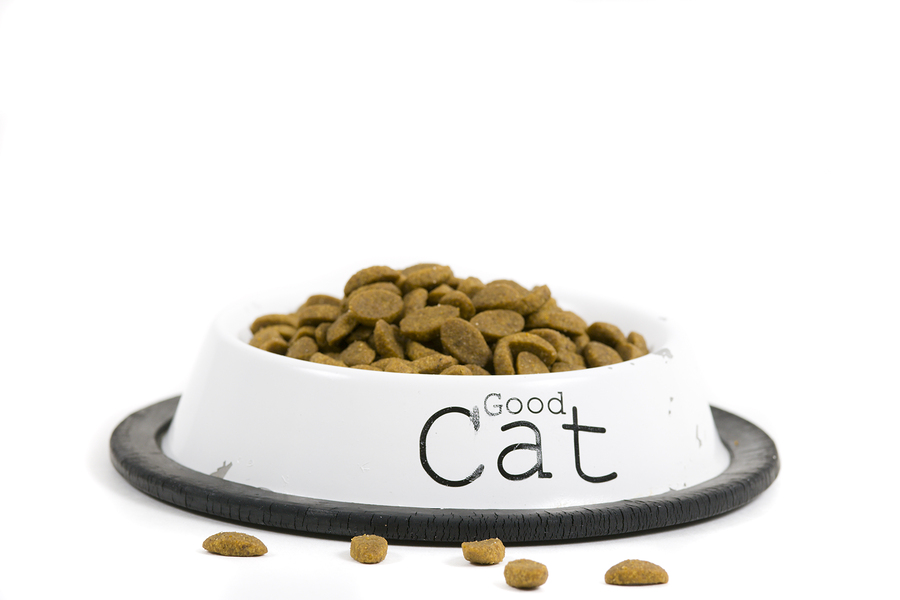 Cat Food Comparison: What Do Those Ingredients Mean?