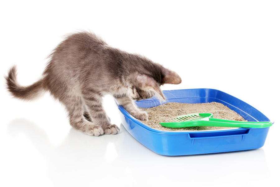 Litterbox Troubles And A Cat Food Analysis