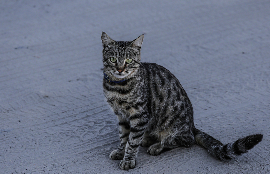 Stray At Your Door? The Best Diet For Outdoor Cats