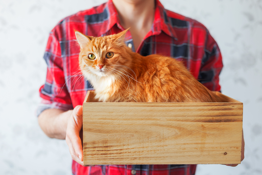 Top Rated Cat Food For Your Adopted Shelter Cat