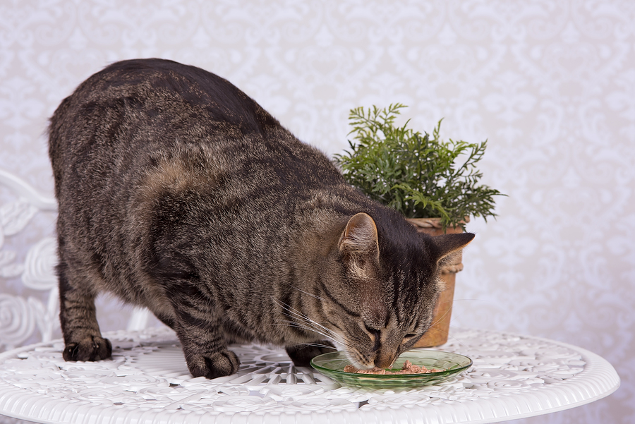 What Is The Best Cat Food For Your Manx?