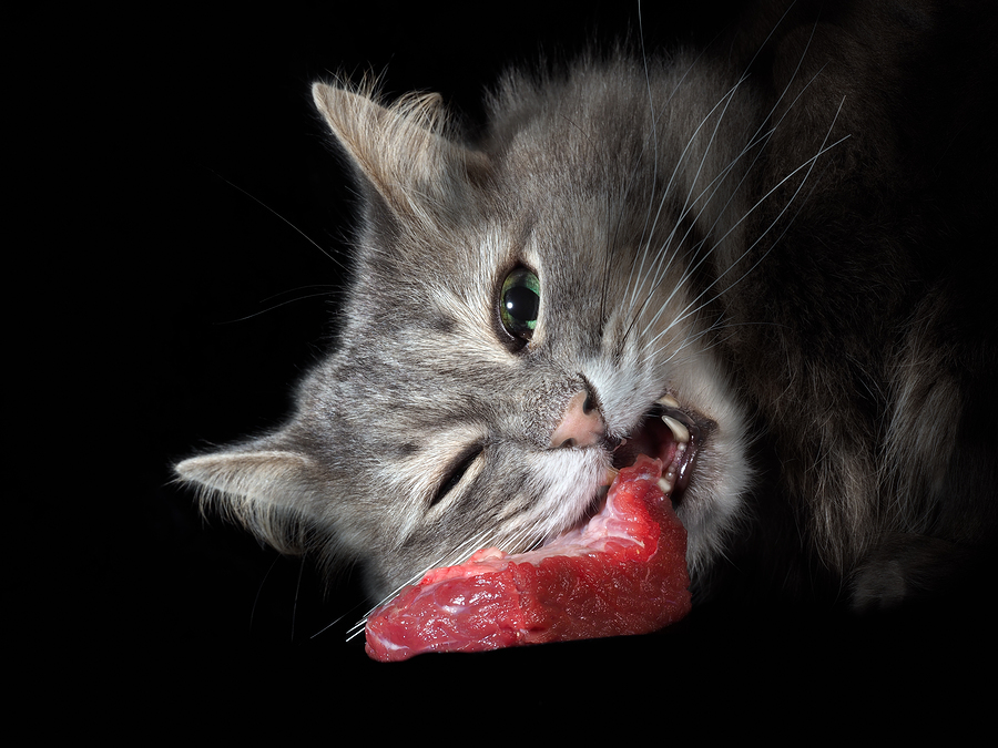 What You Need To Know About A Raw Food Diet For Cats
