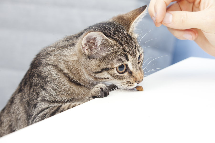 Choosing The Best Treats For Your Feline Friend