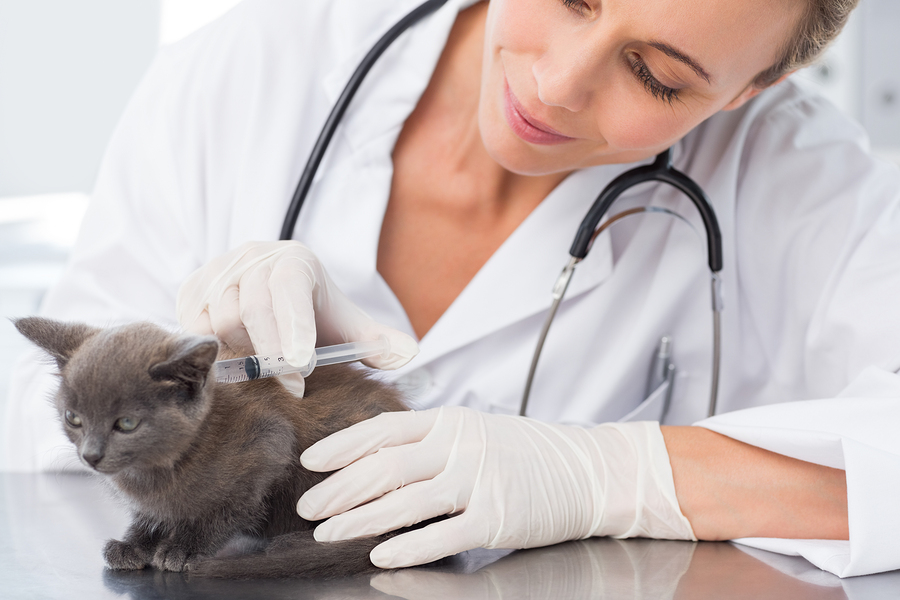 Kitten Health: Vaccinations and the Best Kitten Food