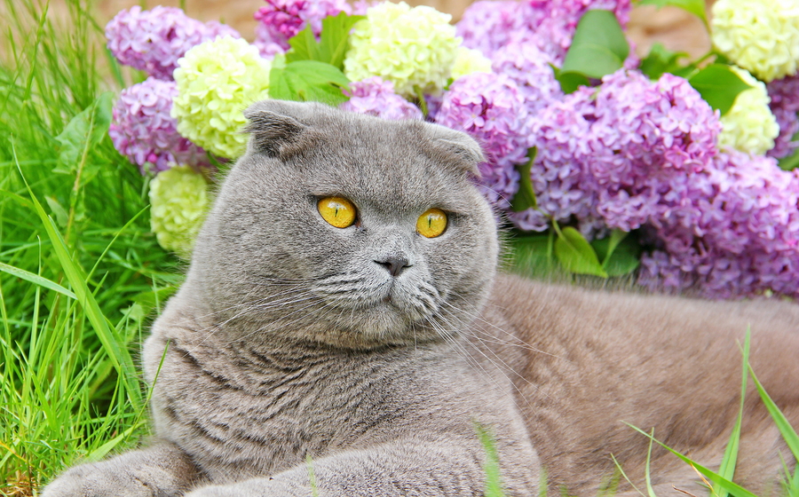 The Best Cat Food For Your Scottish Fold