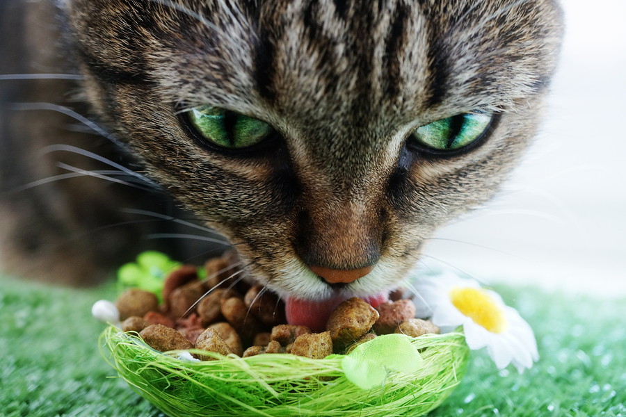 The Top 10 Cat Foods: Good and Not So Good