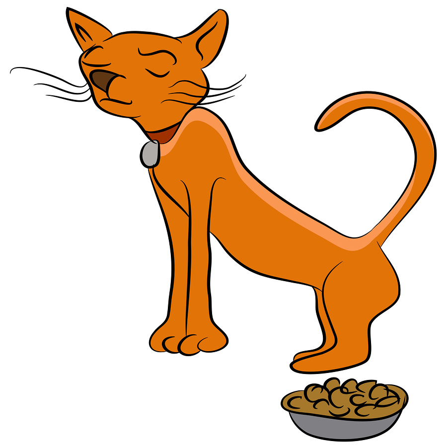 Top Rated Cat Food For Your Picky Eater