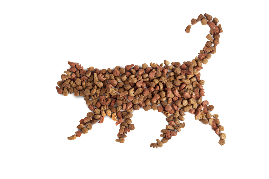 Why Dry Food Is Bad For Your Cat