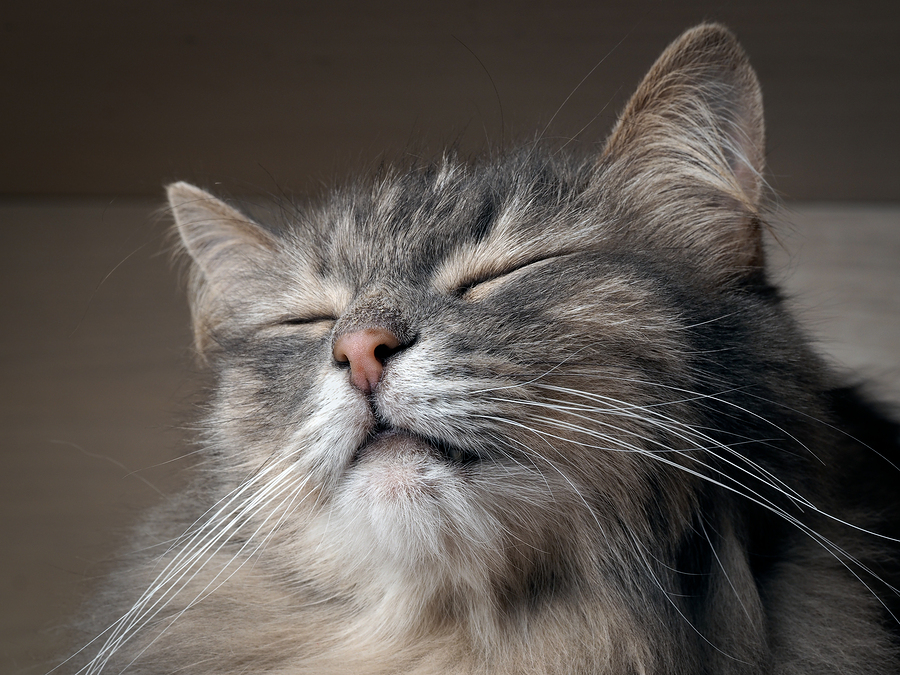 Best Cat Foods For Your Cat's Food Allergy
