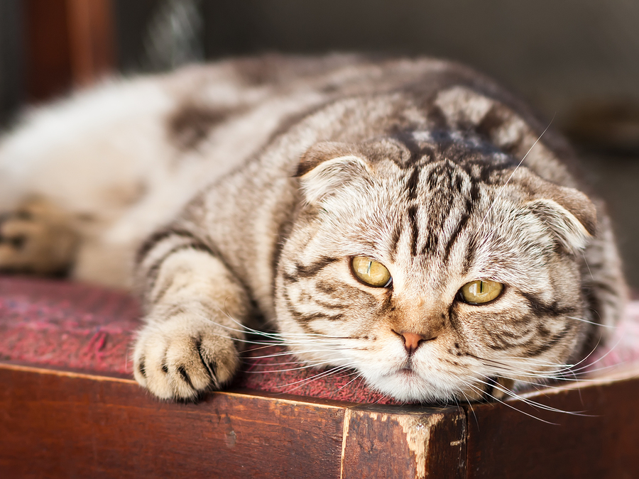 Diabetes in Your Cat – Warning Signs and Prevention