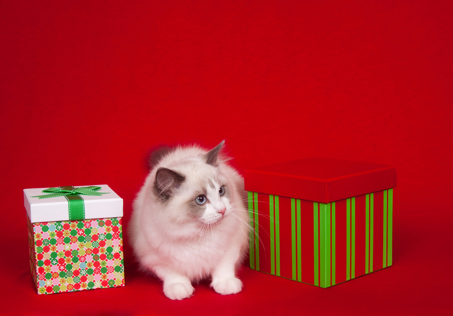 Holiday Gifts For Your Cat Should Include A Top Rated Cat Food