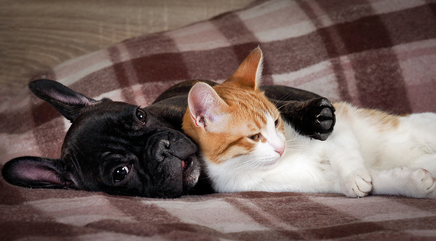 How To Manage Having A Cat And A Dog