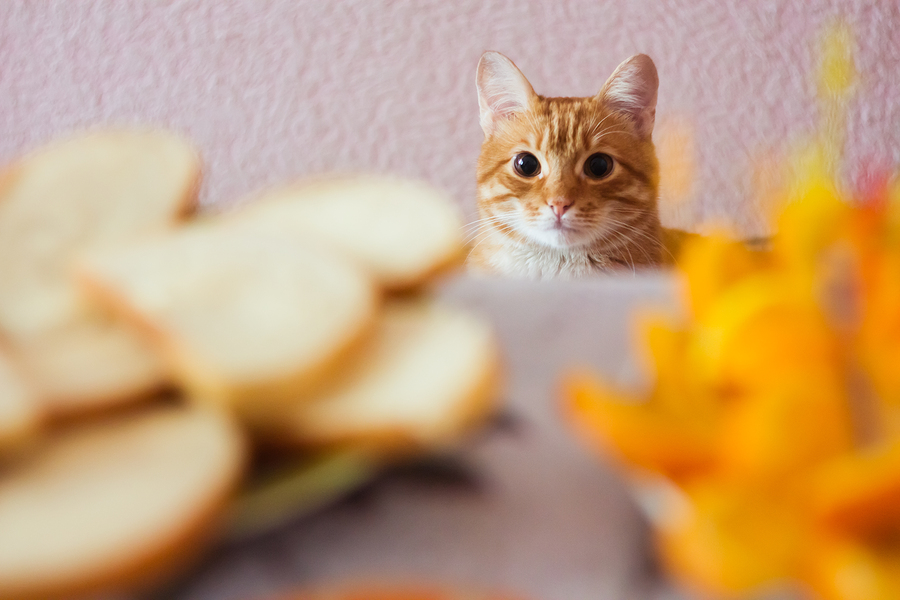 What Foods Are Safe For Your Cat To Eat?