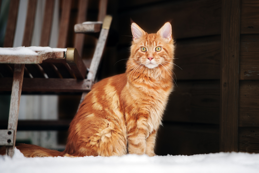 Kitty It’s Cold Outside! Best Diet For Outdoor Cats