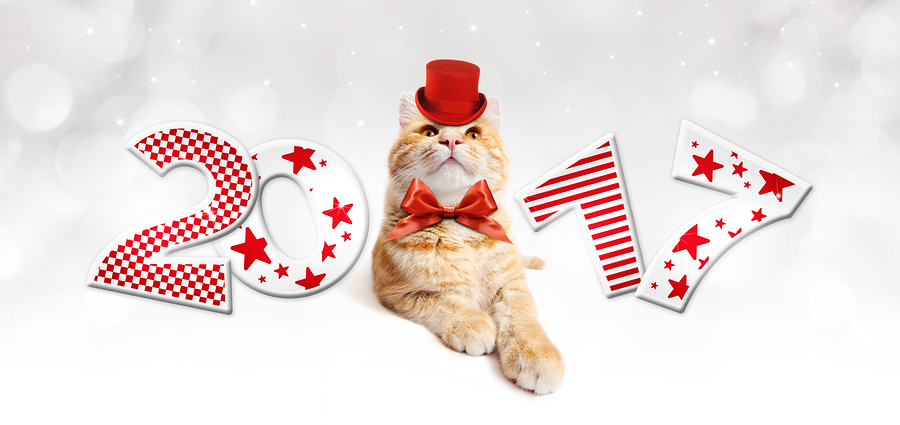 Ring In The New Year With Natural Cat Food
