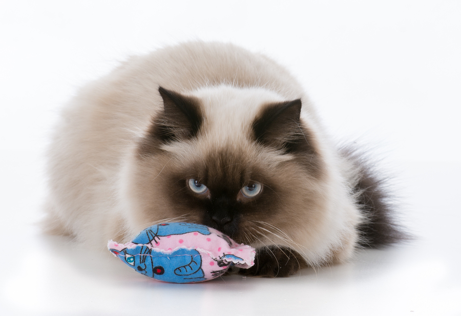 What Is Catnip And Why Should I Give It To My Cat Cat Food Reviews 